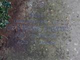 image of grave number 954301